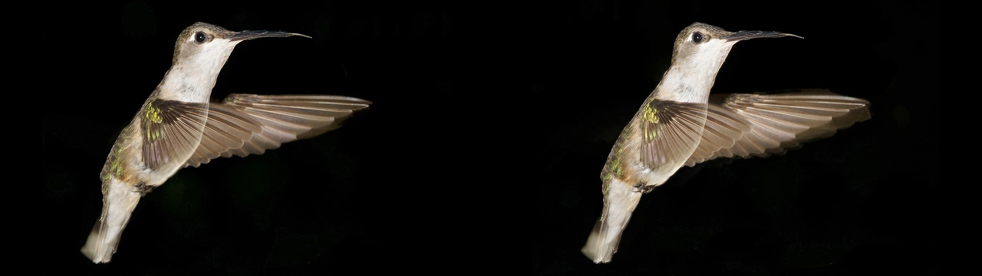 Female Ruby Throat